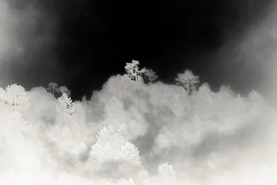 Contact sheet: Waiting in the Jungle